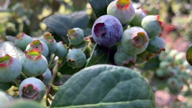 Old Florida, new crop: Long-time Sarasota farmers invite public to pick blueberries