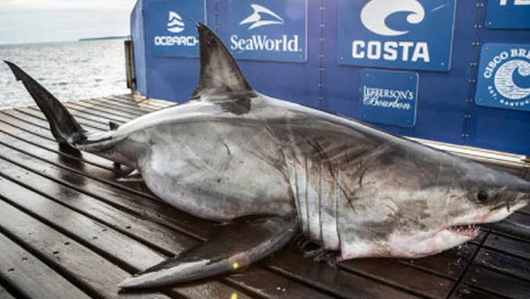 Kind of like winter snowbirds': Great white sharks spotted in