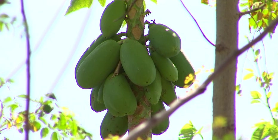 CORTLAND APPLE TREE – Food Forest & Green Living Engineers