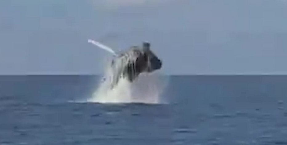 Humpback whale makes rare appearance in Gulf of Mexico