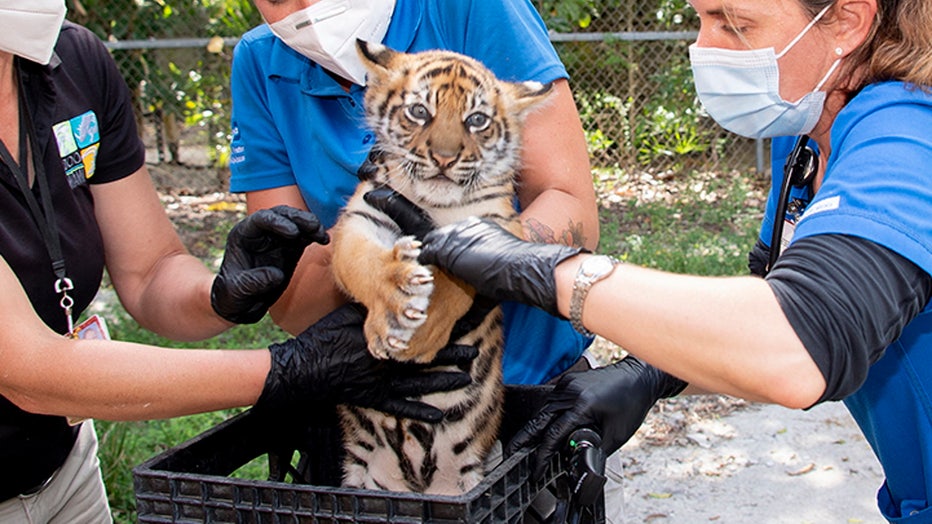 Zoo Miami welcomes baby Sumatran tiger