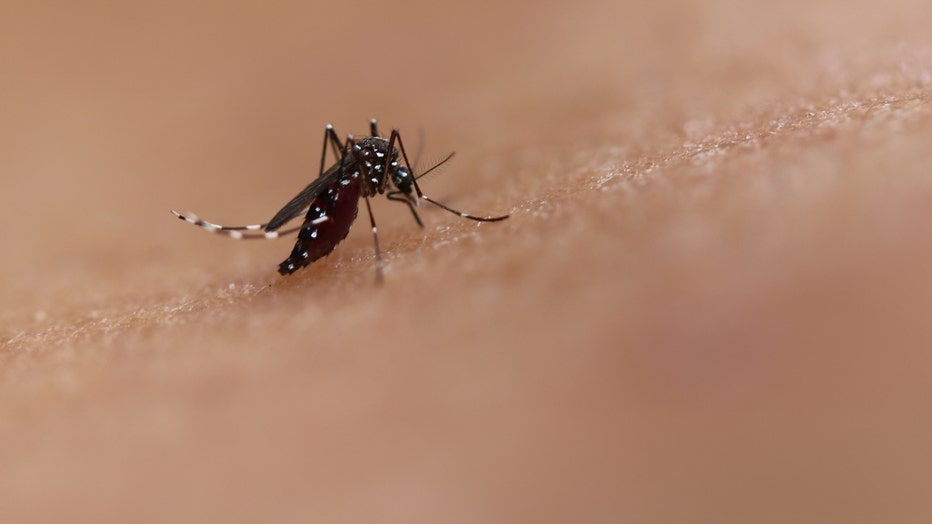 Well being officers factor alert after dengue fever case reported in Pasco County