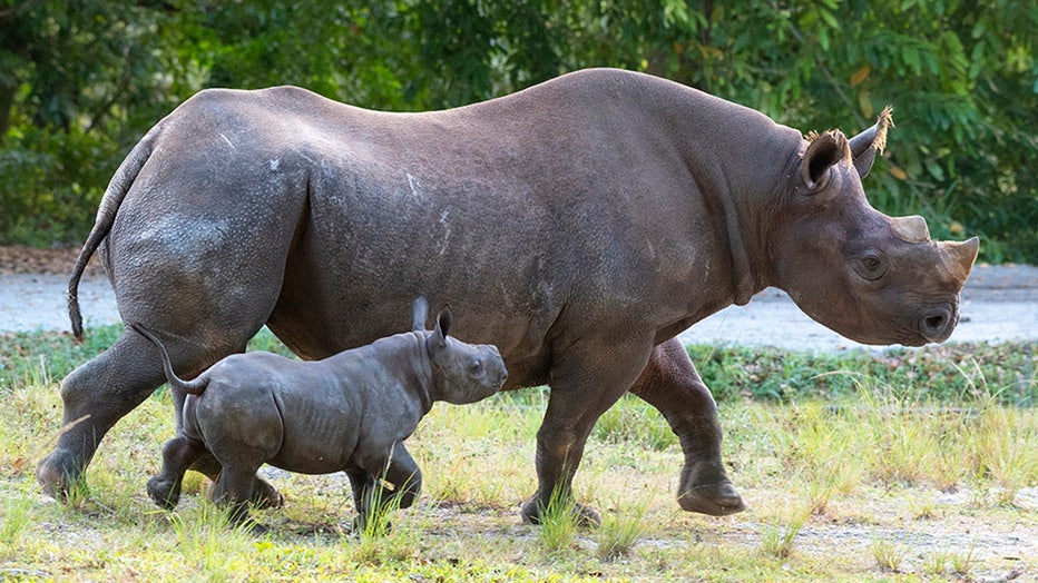 Endangered Black Rhinoceros Calf Born At Florida Zoo | FOX 13 Tampa Bay