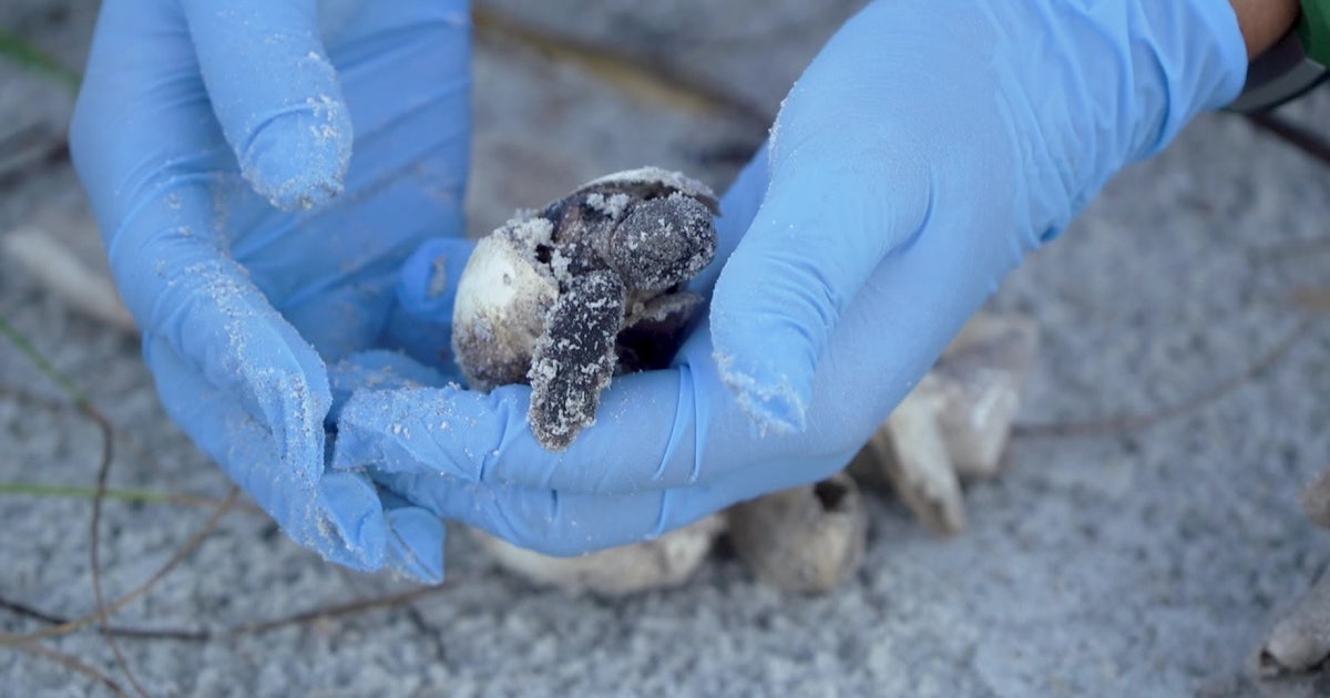 Beachgoers asked to be mindful as sea turtle nesting season gets set to ...
