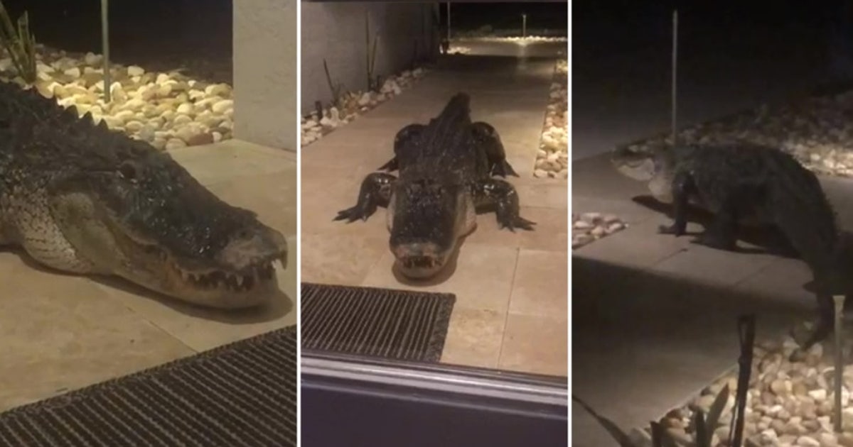 Giant gator shows up on front doorstep of Sarasota home
