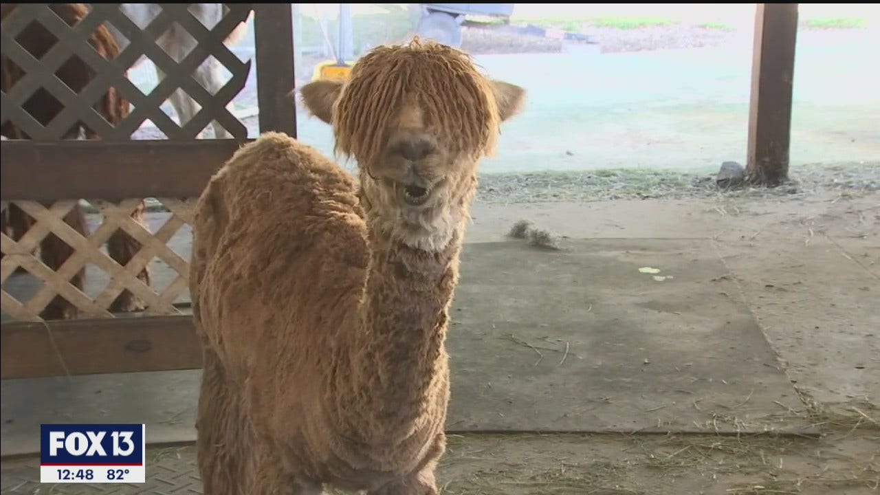 Spend Time With Your Mama And A Llama At Sweet Blossom Alpaca Farm On Mother S Day