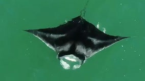 Giant manta ray spotted near St. Petersburg