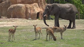 ZooTampa may begin vaccinating animals against COVID-19 this summer or fall