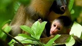 It’s a girl! Disney’s Animal Kingdom welcomes adorable baby monkey