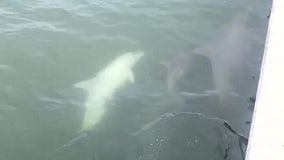 Video shows rare albino dolphin baby in Clearwater