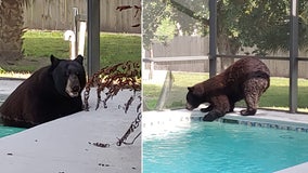 Black bear rips porch screen, takes a dip in Florida pool