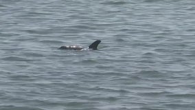 Researchers keep close eye on Tampa Bay's dolphins after Piney Point discharges