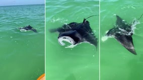 Large manta ray swims right up to paddleboarder off Indian Rocks Beach