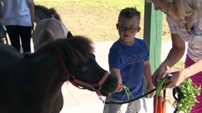 Small horses can provide big boost to patients of all ages