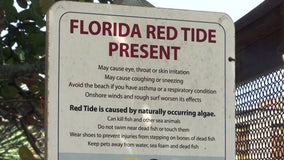 After 2018 red tide bloom, beach businesses concerned what new blooms could bring