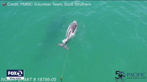 Marine experts searching for entangled baby whale spotted on drone video