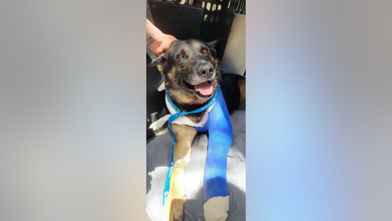 Georgia K-9 officer shot in line of duty released from vet