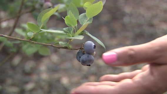 Blueberries are a cash crop for farm where visitors pick produce, enjoy fruits of labor inside winery