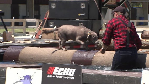 Logrolling dog often steals lumberjack show at Florida State Fair 
