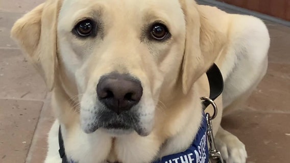 COVID-19-sniffing dog adds extra layer of protection at Sarasota hospital 
