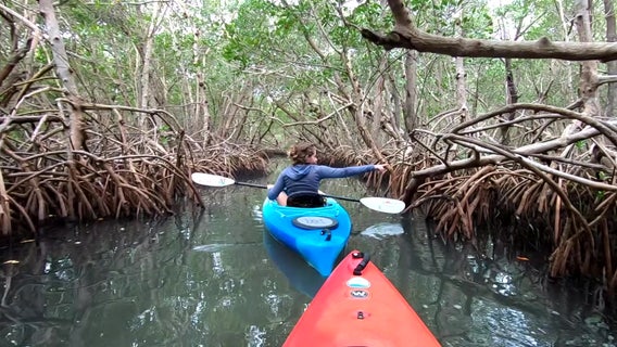 Kayak company connects paddlers with Tampa Bay ecosystem 
