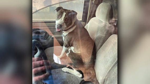 Very good dog finds help for owner suffering medical emergency