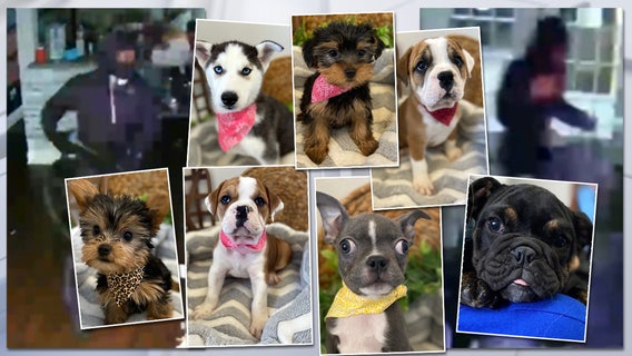 Burglars swipe 12 puppies from Largo store; worth almost $49K