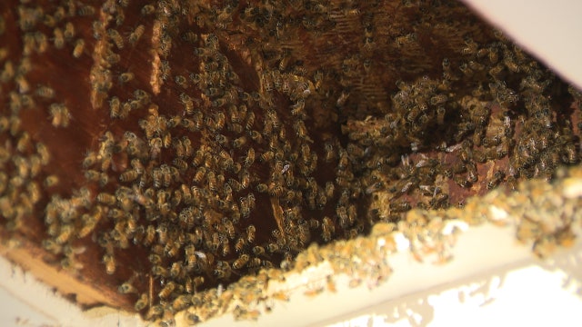 Hundreds of thousands of bees invade Georgia home... again!