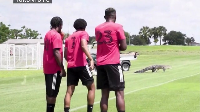 WATCH: Massive alligator runs onto Orlando soccer field during team practice