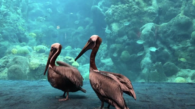 Rescued brown pelicans find home at Florida Aquarium