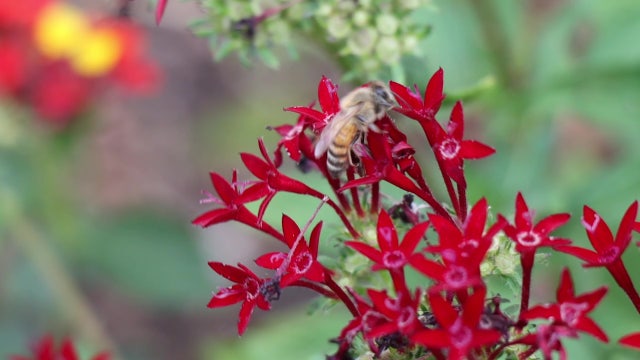 Sarasota Honey Company gives homeowners a chance to raise bees in their own backyards