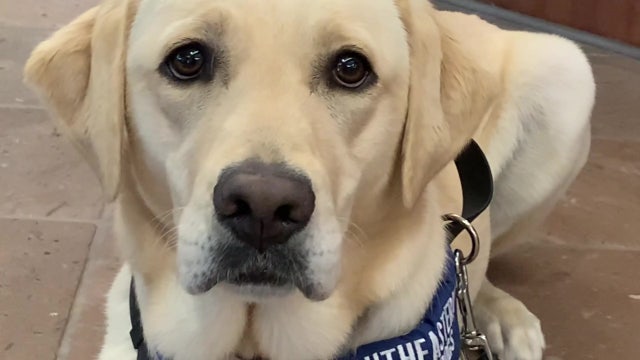 COVID-19-sniffing dog adds extra layer of protection at Sarasota hospital