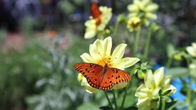 After gardening changed her life, Clearwater woman turned passion for plants into blooming business