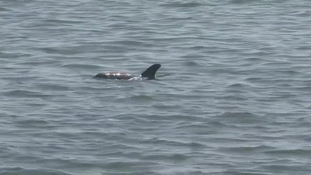 Researchers keep close eye on Tampa Bay's dolphins after Piney Point discharges