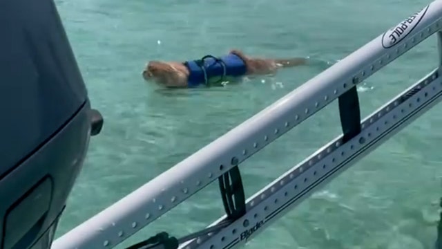 Meet Key West's famous swimming Maine Coon kitty