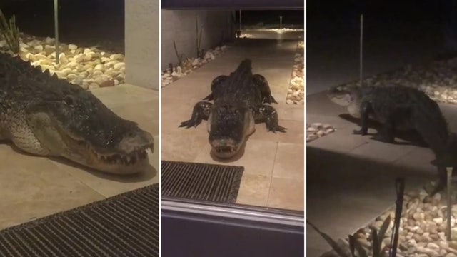 Giant gator shows up on front doorstep of Sarasota home