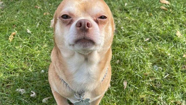 Brutally honest adoption post for 'demonic Chihuahua' goes viral