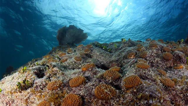 Environmental groups begin planting coral fragments at reefs off Florida Keys