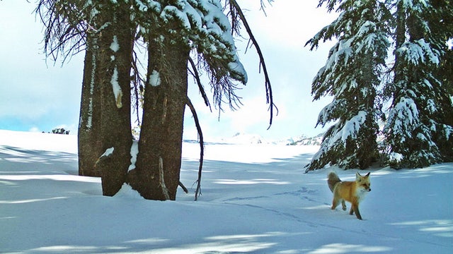 Environmental group sues federal government over protections for 20 endangered species