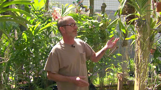 Backyard orchid hobby blooms into beautiful business during pandemic