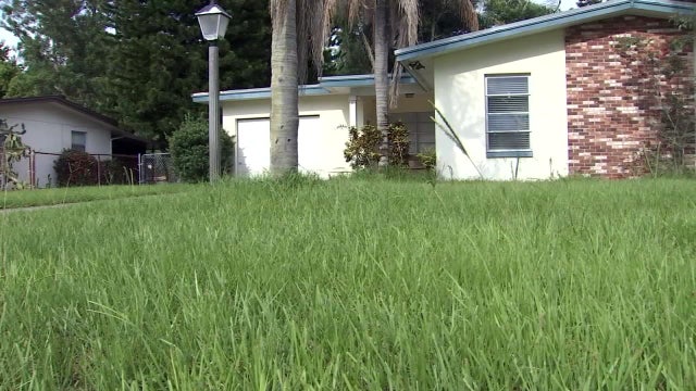 Judge rules Dunedin man must pay $30,000 in grass fines