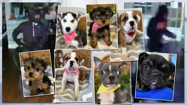 Burglars swipe 12 puppies from Largo store; worth almost $49K