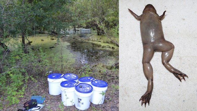 'Tens of thousands' of nonnative tropical clawed frogs pulled from Hillsborough waterways