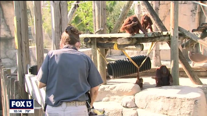 ZooTampa vaccinates animals against COVID-19 - Vimarsana News