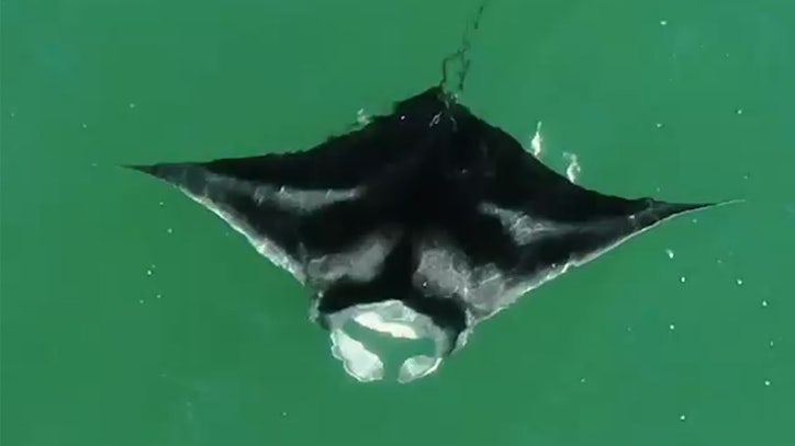 Giant manta ray spotted near St. Petersburg - Vimarsana News