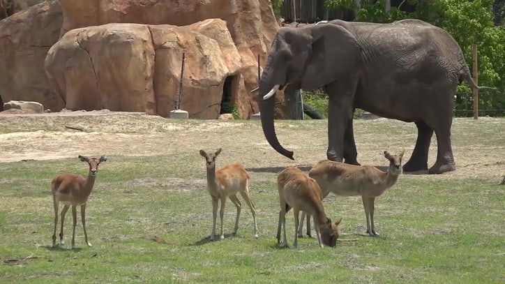 ZooTampa may begin vaccinating animals against COVID-19 this summer or fall - Vimarsana News