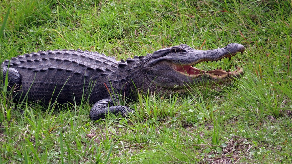 Gators drop series finale to Crimson Tide - The Independent Florida  Alligator