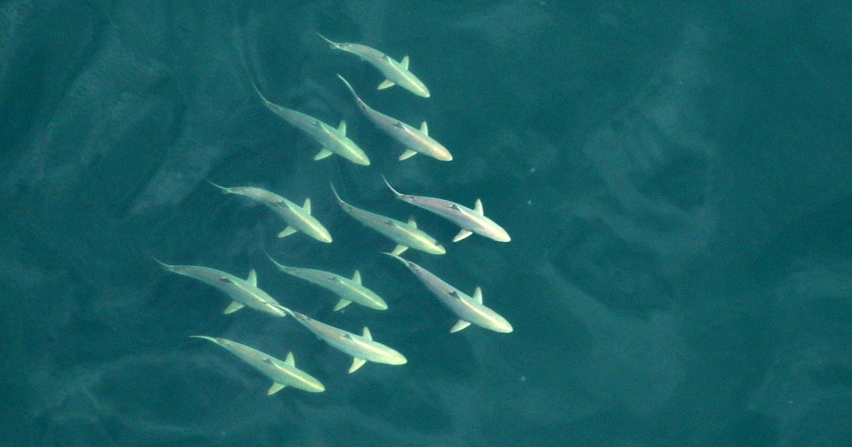 Florida wildlife officials eye shark encounters | FOX 13 Tampa Bay