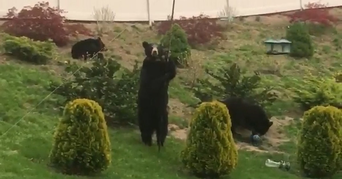 Mama bear and cubs caught looking for food in Massachusetts yard | FOX ...