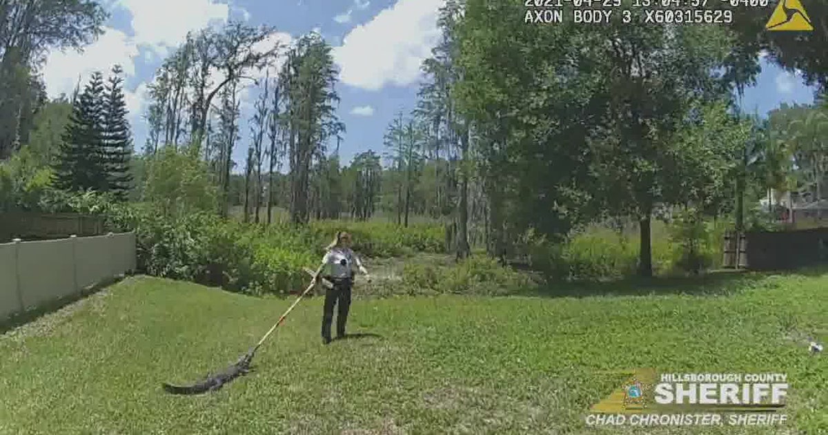 ‘I owe you a new broom’: Hillsborough County deputy gives gator ‘joyride’ back to pond on broomstick